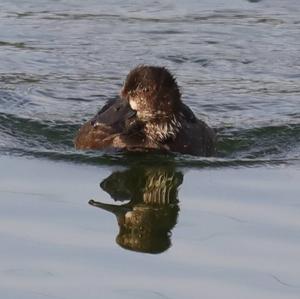 Tufted Duck