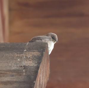 Eurasian Crag-martin