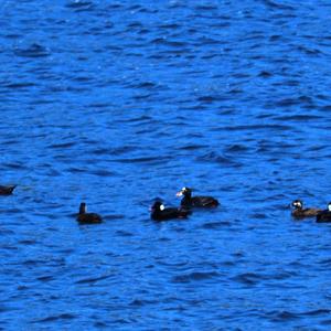 Surf Scoter