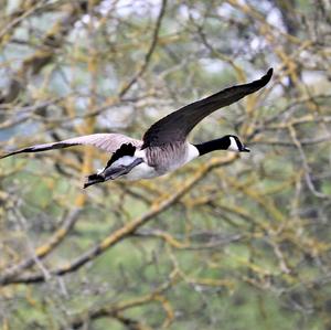 Canada Goose