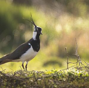 Northern Lapwing