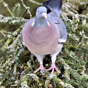 Common Wood-pigeon