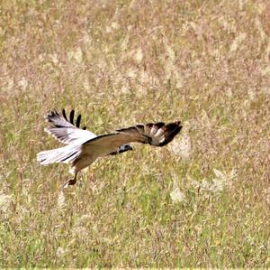 Mäusebussard