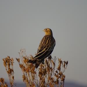 Long-tailed Widowbird