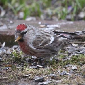 Common Redpoll