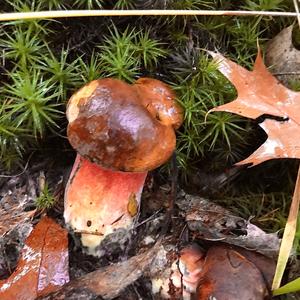 Dotted-stem Bolete