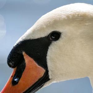 Mute Swan