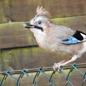 Eurasian Jay