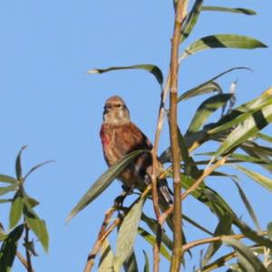 Eurasian Linnet