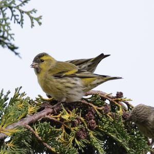 Eurasian Siskin