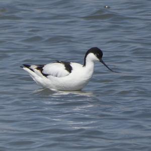 Pied Avocet