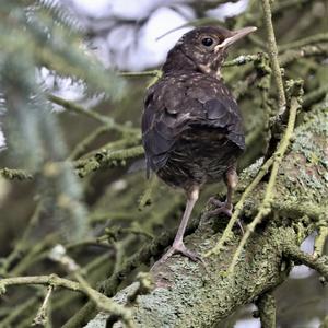 Eurasian Blackbird