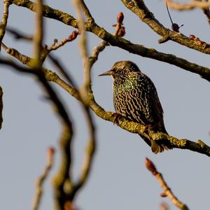 Common Starling