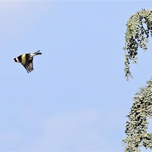 European Goldfinch