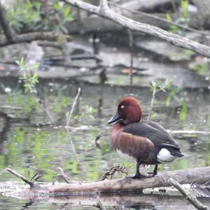 Ferruginous Duck