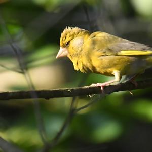 European Greenfinch