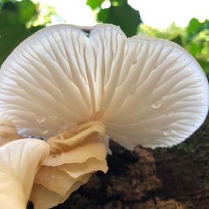 Porcelain Fungus