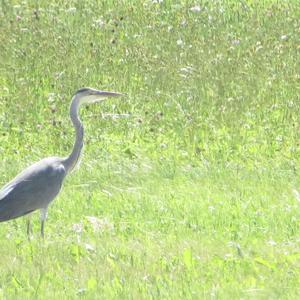 Grey Heron