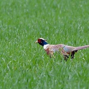 Common Pheasant