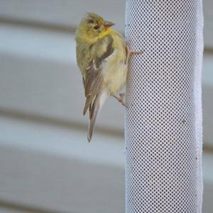 American Goldfinch