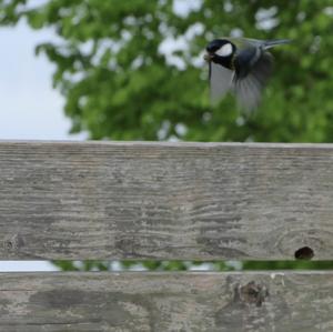 Great Tit