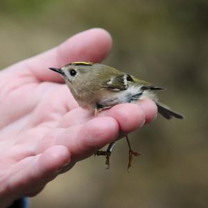 Wintergoldhähnchen