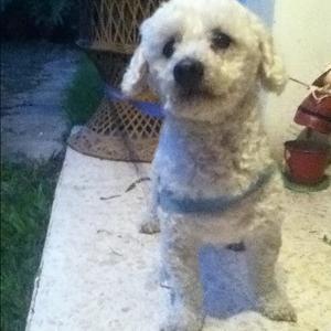 Poodle (Miniature)