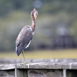 Tricoloured Heron