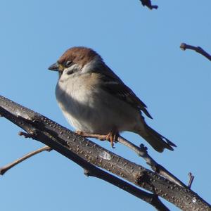 Eurasian Tree Sparrow