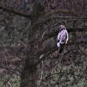 Common Buzzard