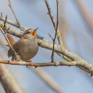 Winter Wren