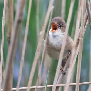 Eurasian Reed-warbler