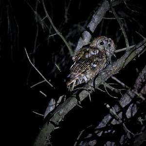 Tawny Owl