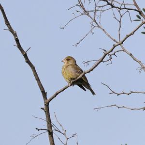 European Greenfinch