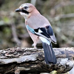 Eurasian Jay