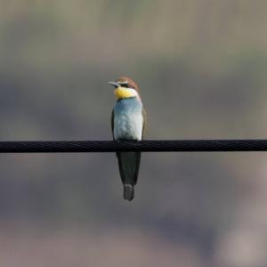 European Bee-eater