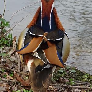 Mandarin Duck