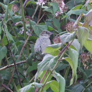 House Sparrow