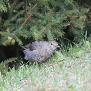 Eurasian Blackbird