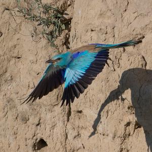 European Roller