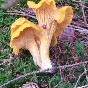 Chanterelle, Common