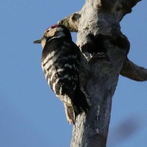 Lesser Spotted Woodpecker