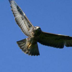 Common Buzzard