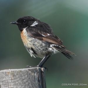 Northern Wheatear