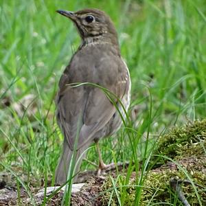 Eurasian Blackbird