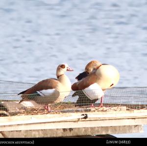 Nilgans