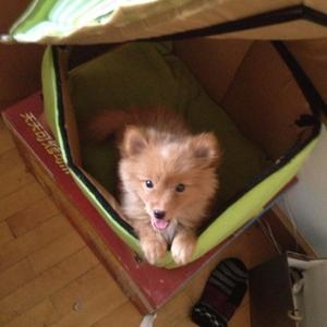 Unknown Breed
