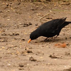 Eurasian Blackbird