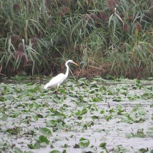 Great Egret