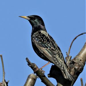 Spotless Starling